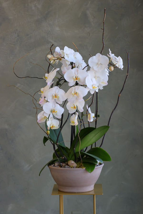 White Phalaenopsis orchid plant in a ceramic planter with decorative branches – perfect for sympathy, celebration, or elegant home decor. Delivered in GTA.